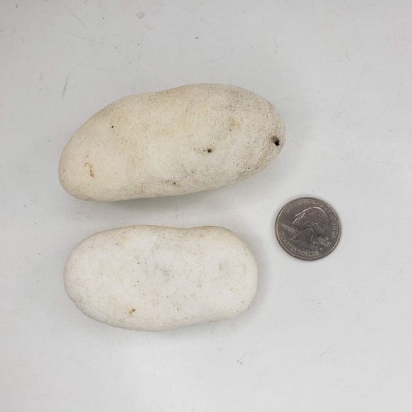 Round Oblong Fossil Shell Puffy Vintage Natural Set of 2 - Picture 2 of 4